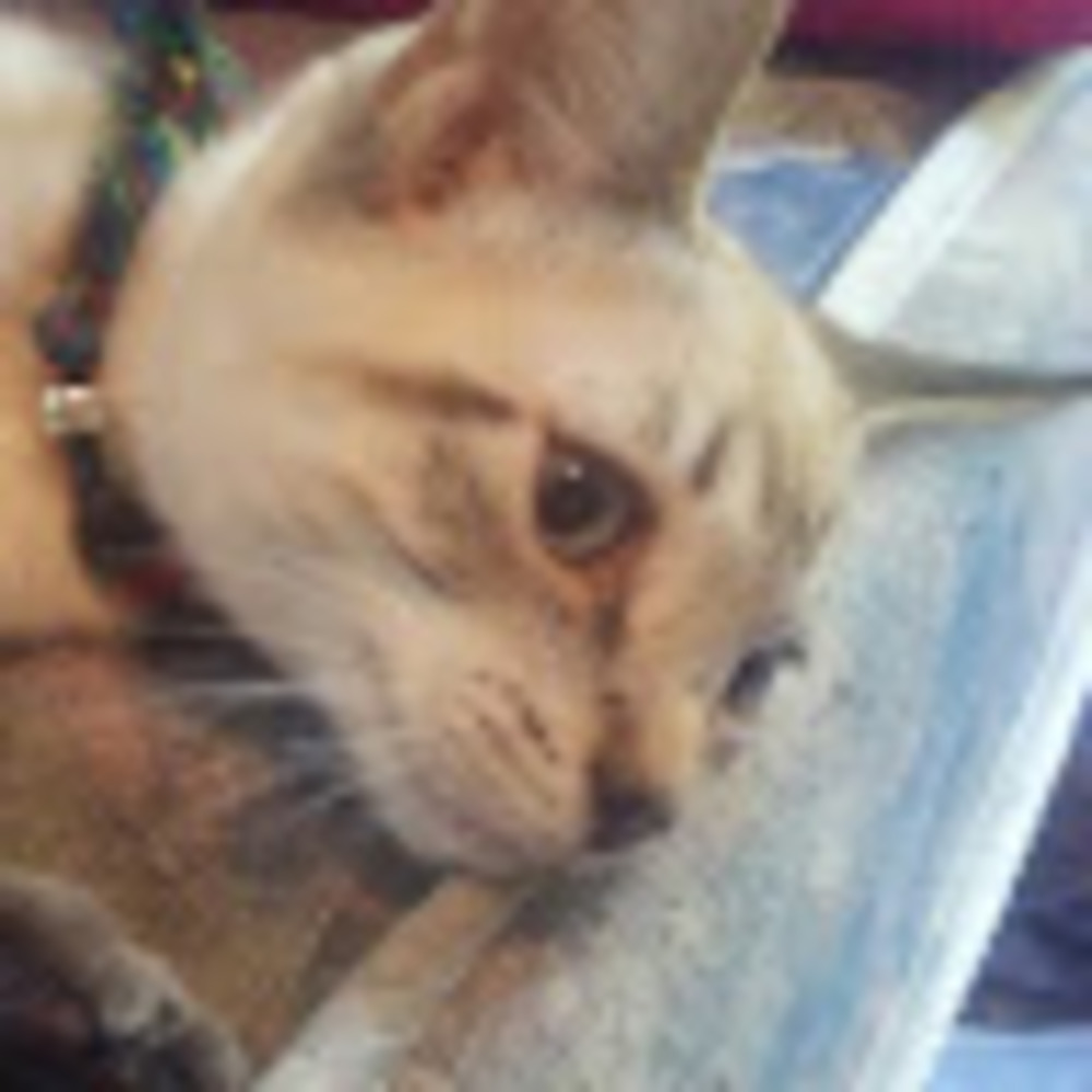 Meet your Posher, Isadorable